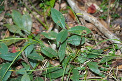 Ardisia villosa