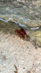 Anemonia sargassensis