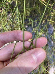 Leptomeria acida