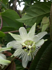 Passiflora mediterranea