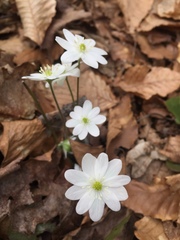 Hepatica acutiloba