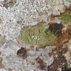 Neoprotoparmelia amerisidiata