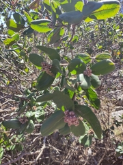 Rhus standleyi