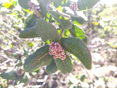 Rhus standleyi
