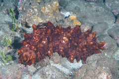 Stichopus pseudohorrens