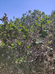 Rhus standleyi