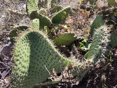 Opuntia huajuapensis