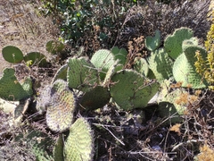 Opuntia huajuapensis