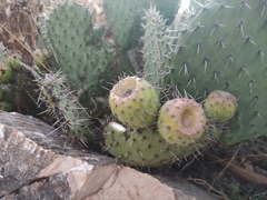 Opuntia huajuapensis