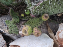 Opuntia huajuapensis