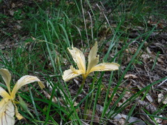 Iris innominata