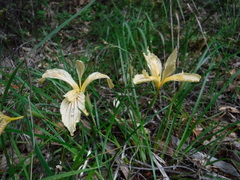 Iris innominata