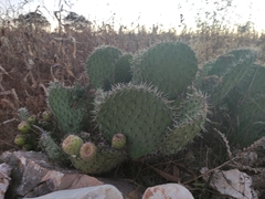 Opuntia huajuapensis