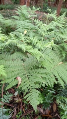 Hypolepis glandulifera