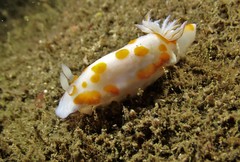 Goniobranchus tasmaniensis