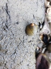 Nerita balteata