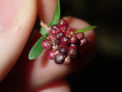 Eremococcus pirogallis