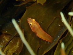 Parvicrepis