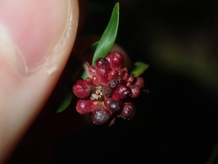 Eremococcus pirogallis