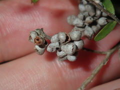 Eremococcus pirogallis