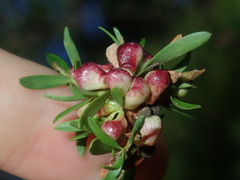 Eremococcus pirogallis