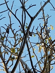 Gracula religiosa