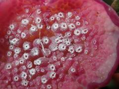 Apiomorpha rosaeformis