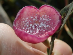 Apiomorpha rosaeformis