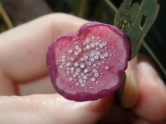 Apiomorpha rosaeformis