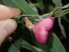 Apiomorpha rosaeformis