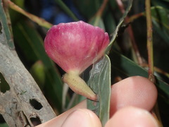 Apiomorpha rosaeformis