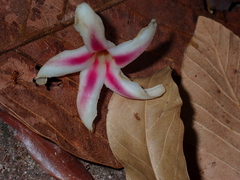 Dipterocarpus