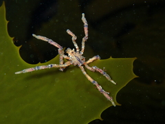 Pallenopsis macneilli