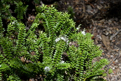 Veronica vernicosa
