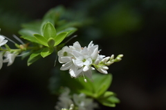 Veronica vernicosa