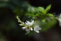Veronica vernicosa