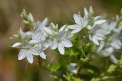 Veronica vernicosa