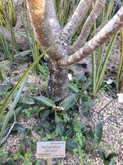 Pachypodium decaryi