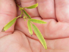 Argyrolobium
