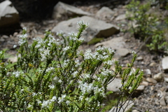 Veronica vernicosa