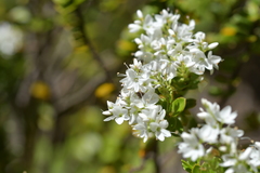 Veronica vernicosa
