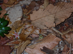 Dipterocarpus