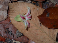 Dipterocarpus
