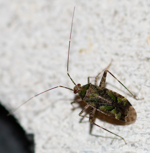 Phytocoris eximius