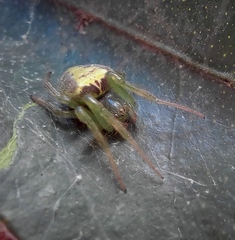Araneus unanimus