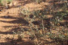 Eutaxia myrtifolia