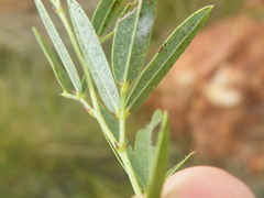 Argyrolobium