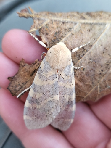 Edwards' Glassy-wing photo 4
