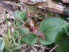 Chiloglottis grammata