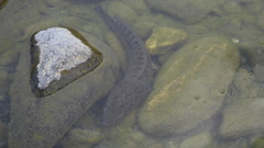 Channa striata
